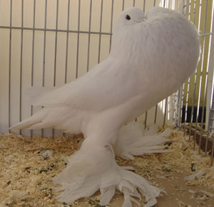 Ghent Cropper White Ghent Cropper White