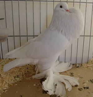 Ghent Cropper White Ghent Cropper White