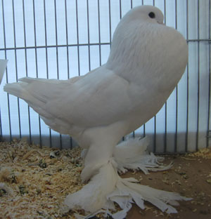 Ghent Cropper White Ghent Cropper White
