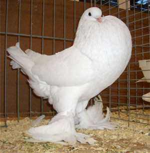 Genter kröpfer Weiss