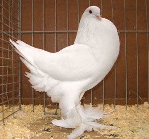 Genter kröpfer Weiss
