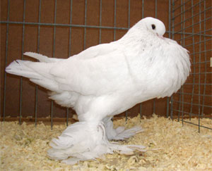 Genter kröpfer Weiss