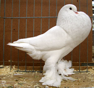 Genter kröpfer Weiss