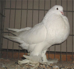  White