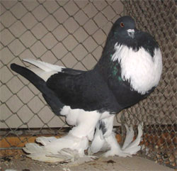  Black Pied