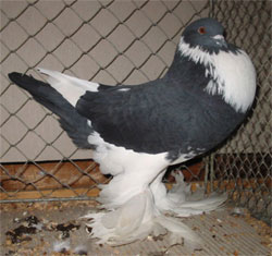  Black Pied