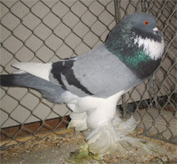  Blue Pied