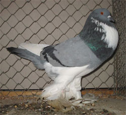  Blue Pied