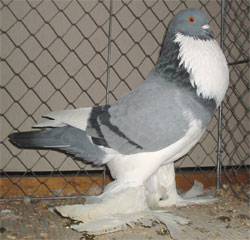  Blue Pied