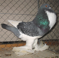  Blue Checked Pied