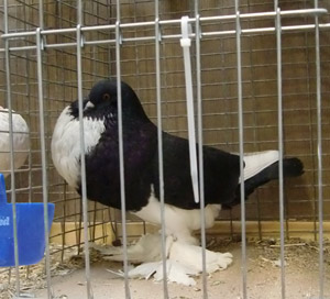 Ghent Cropper Black Pied Ghent Cropper Black Pied