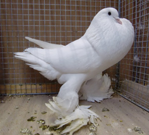 Ghent Cropper White Ghent Cropper White
