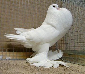 Ghent Cropper White Ghent Cropper White