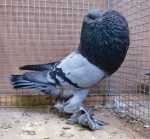 Ghent Cropper Blue with Black Bars Ghent Cropper Blue with Black Bars