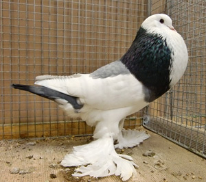 Ghent Cropper Dominican Blue Ghent Cropper Dominican Blue
