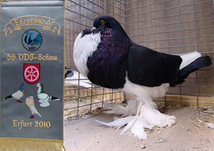 Ghent Cropper Black Pied Ghent Cropper Black Pied