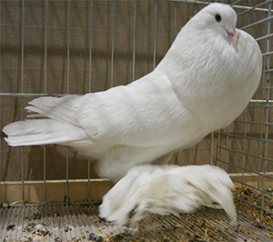  White