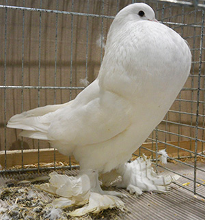  White