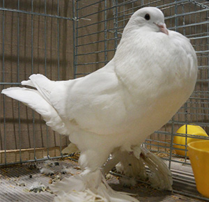  White