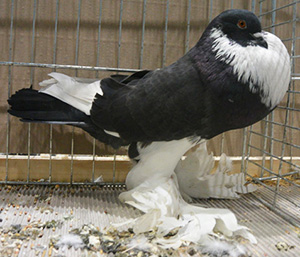  Black Pied