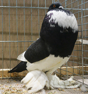  Black Pied