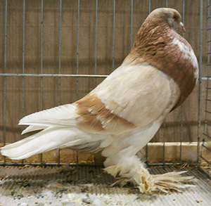  Ash Yellow Pied