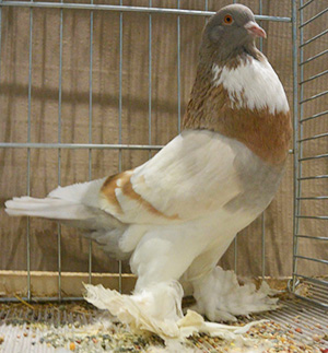  Ash Yellow Pied