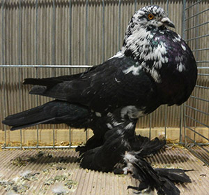  Black Tigered