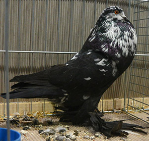 Black Tigered