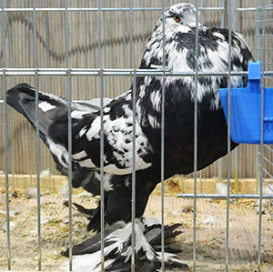  Black Mottled