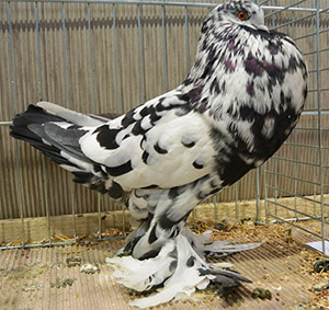  Black Mottled