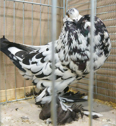  Black Mottled
