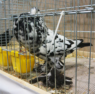  Black Mottled
