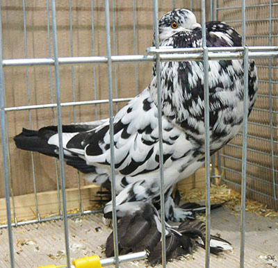  Black Mottled