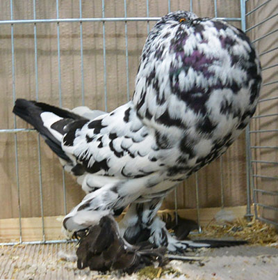 Black Mottled